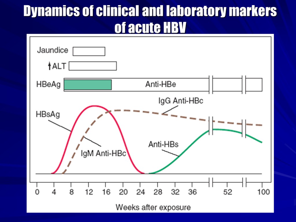 Dynamics of clinical and laboratory markers of acute HBV